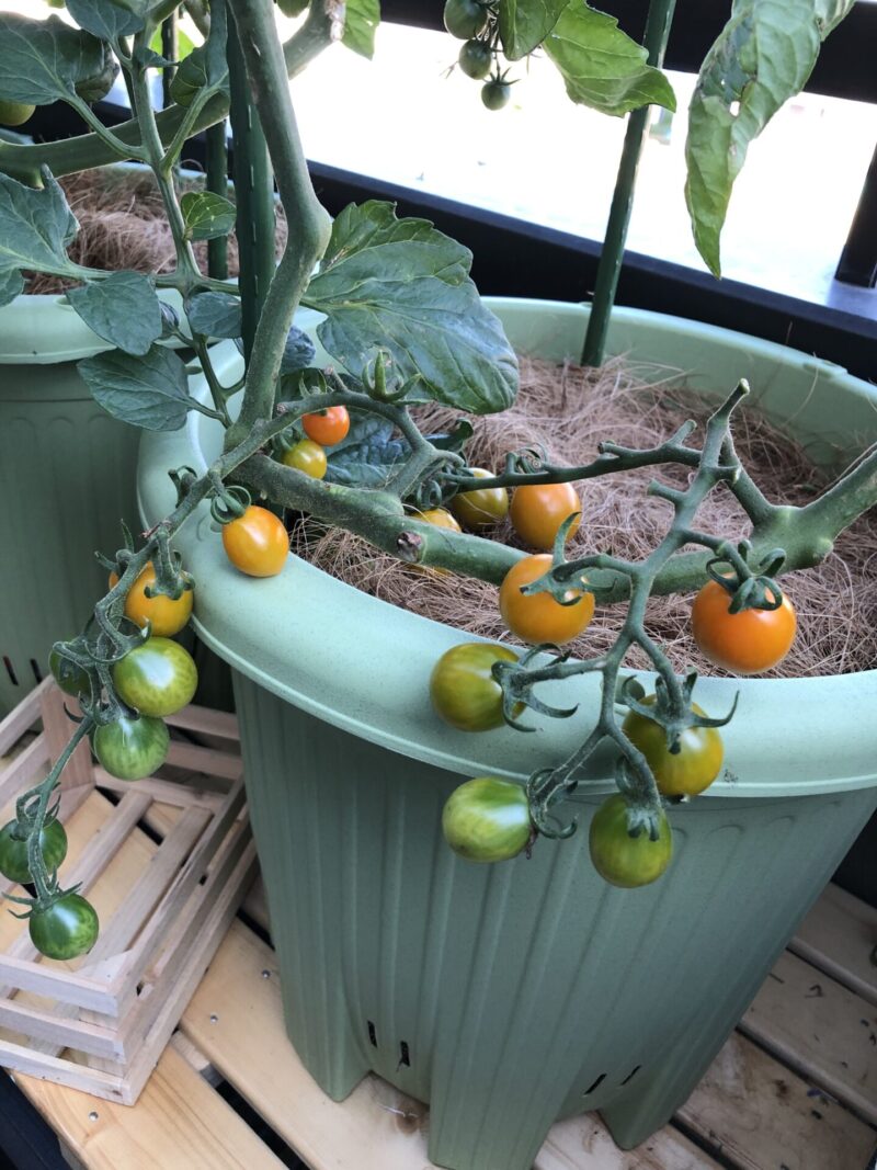 ベランダ家庭菜園 ミニトマト